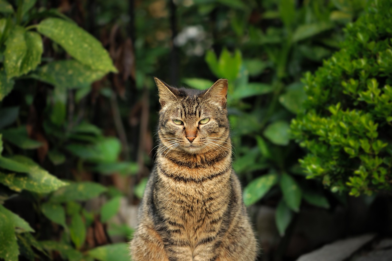 超过 50000 张关于“Cat”和“动物”的免费图片 - Pixabay How To Choose The Right Engine Oil For My Vehicle